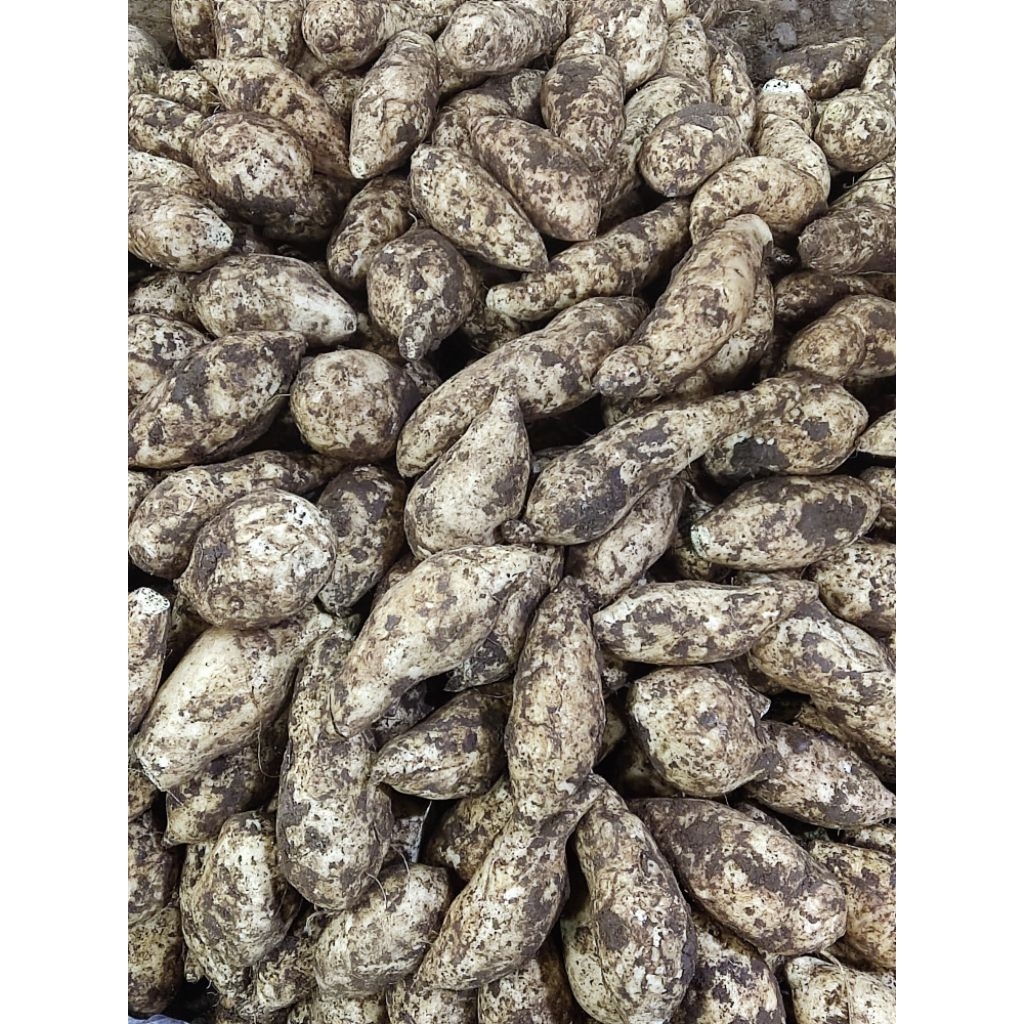 Ubi Putih Jalar Bajigur Kukusan 1 Kg