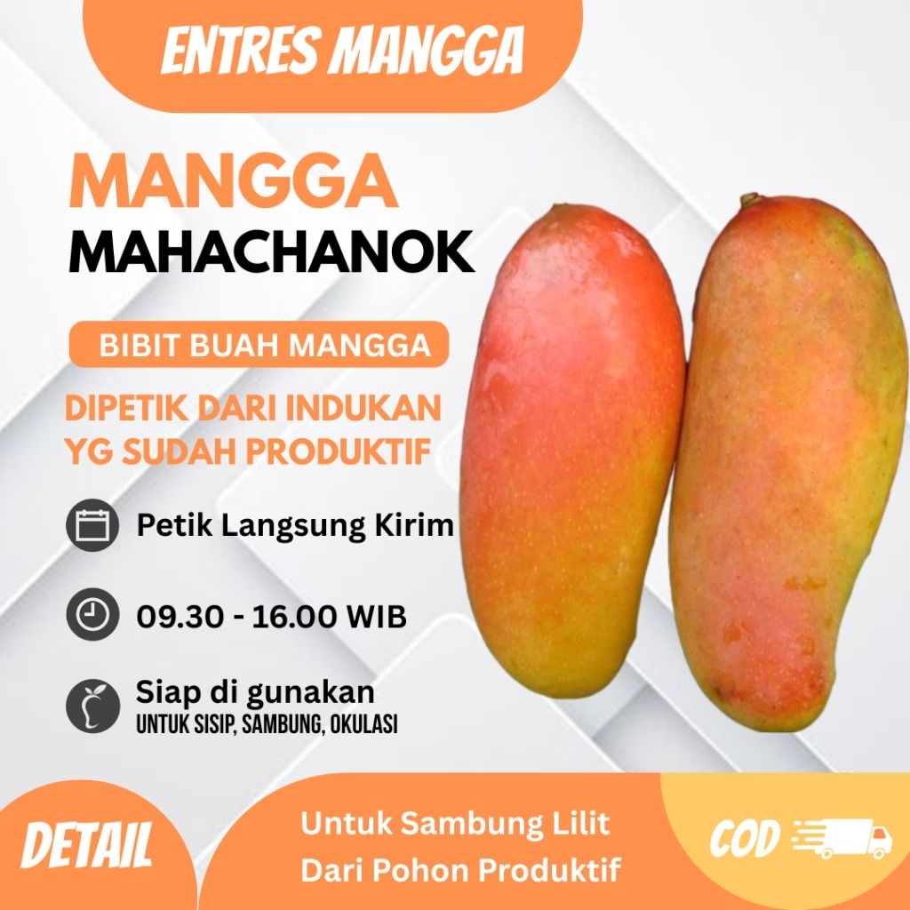ENTRES MANGGA MAHACHANOK