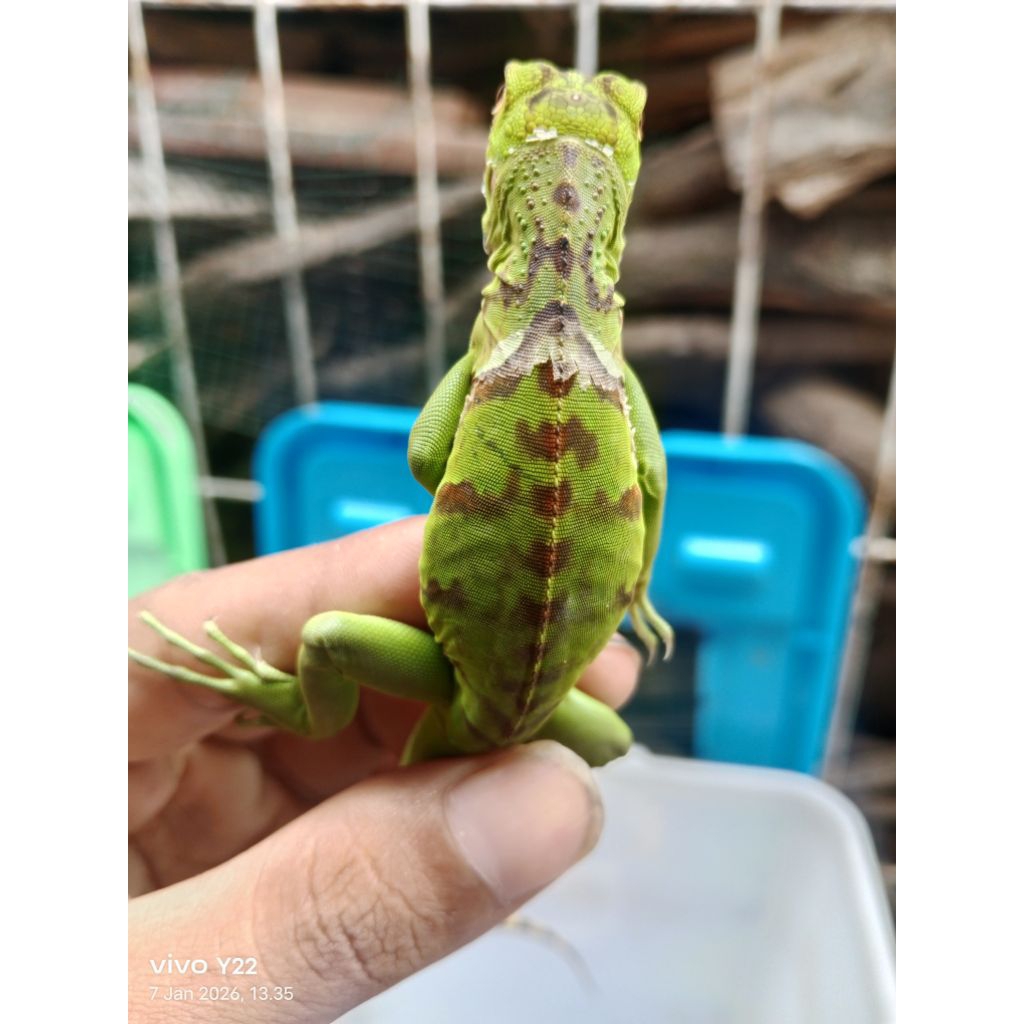 baby red iguana Sortiran 30+35Cm