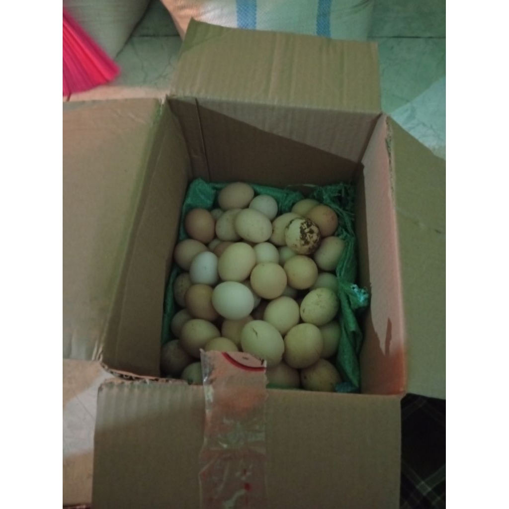 Telur ayam kampung kub fertil