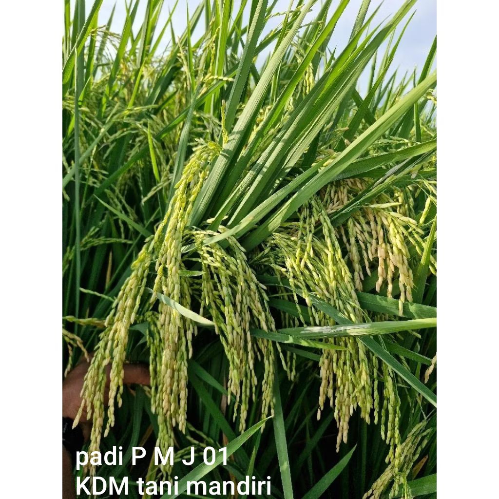 BIBIT PADI PMJ 01 KEMASAN 1 KG BIBIT PADI SUPER UNGGUL