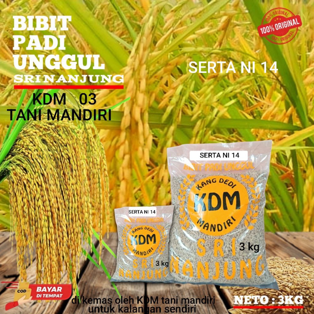 BIBIT PADI BENIH PADI SERTANI 14 KEMASAN 3 KG BIBIT PADI BERKUALITAS UNGGUL