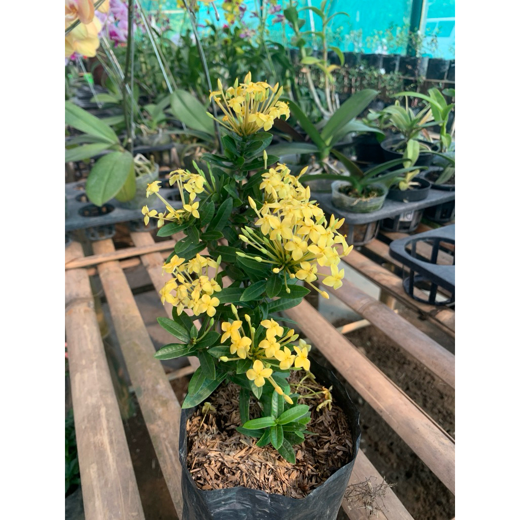 Bunga asoka mikro kuning