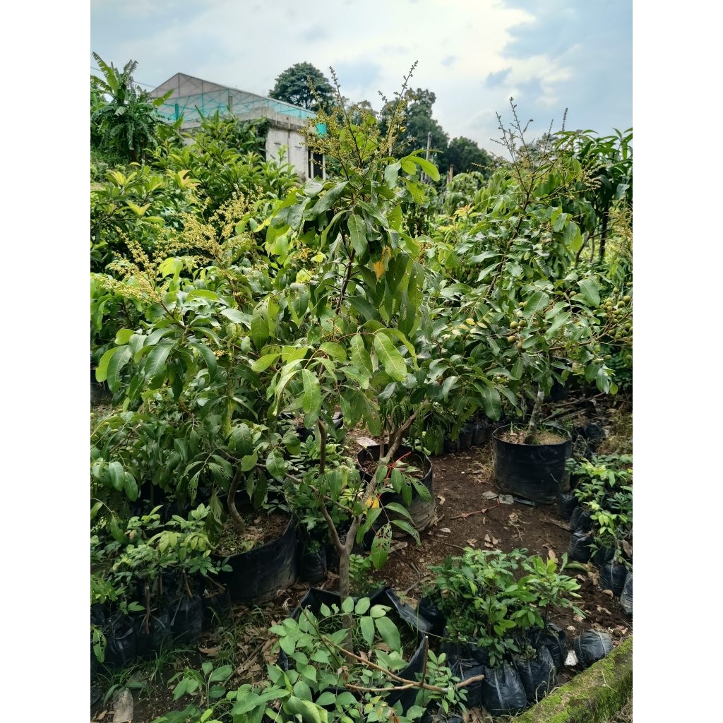 Bibit kelengkeng Diamond river uk besar berbuah/berbunga