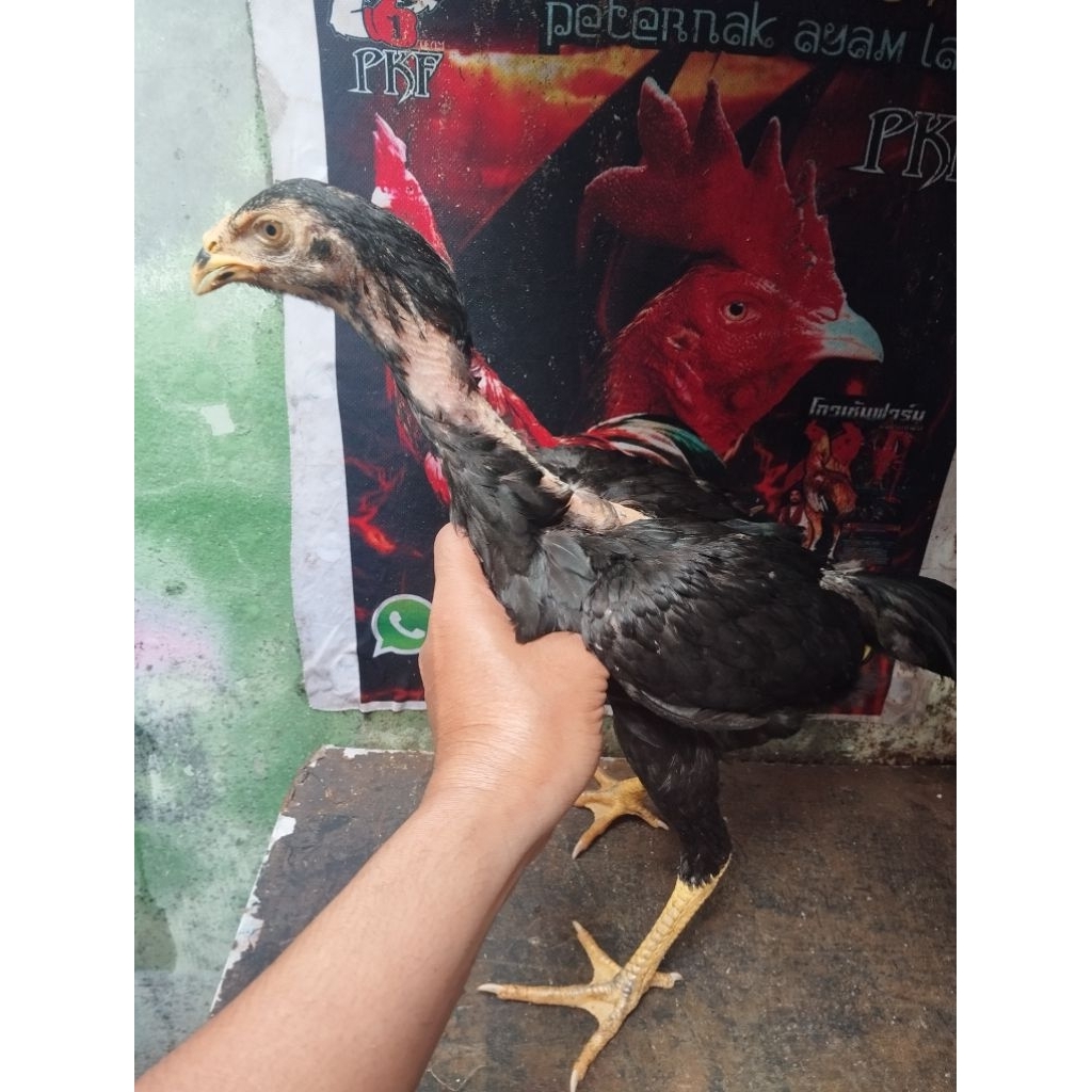 anakan Ayam pakhoy.. usia 3 bln..Betina
