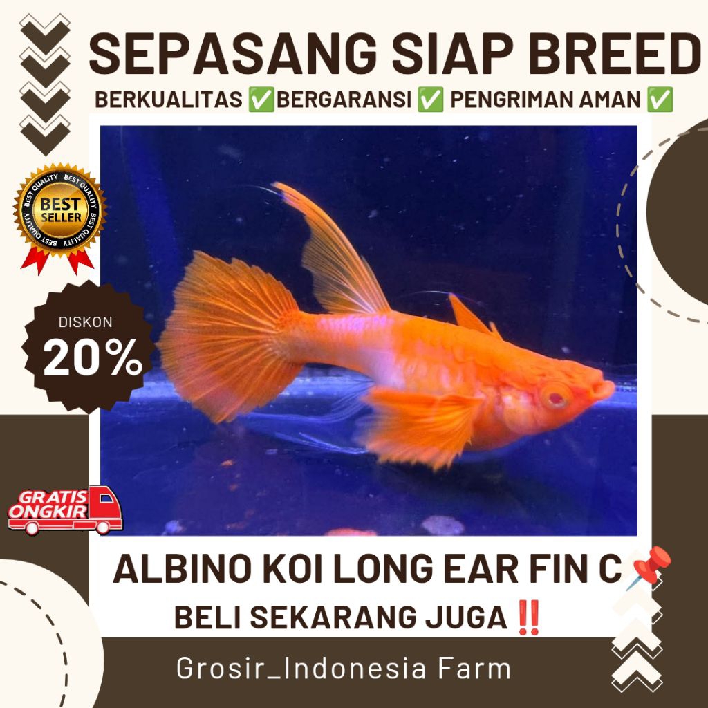 Hiasan Aquarium Guppy Albino Koi Long Ear Ribbon Fin C