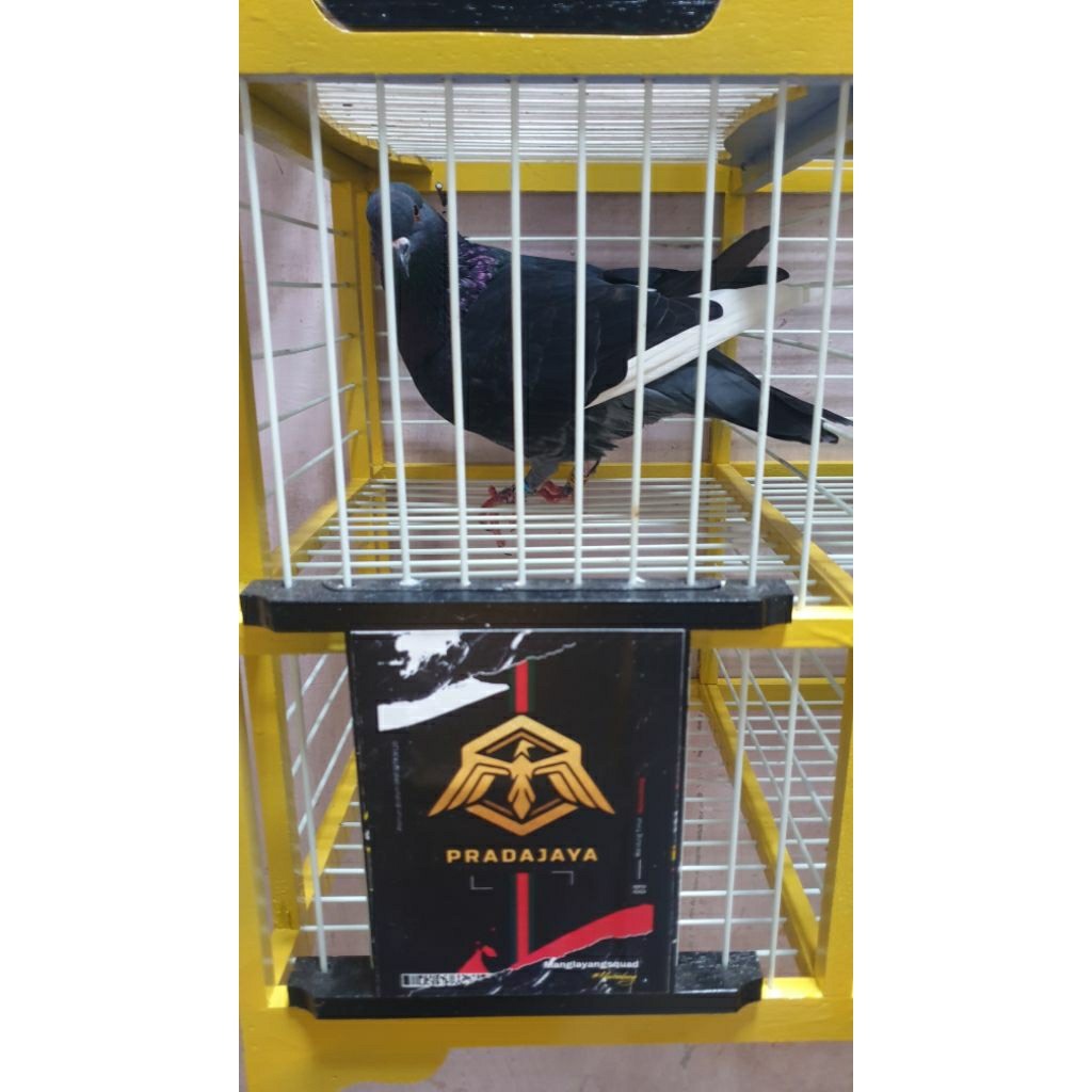 merpati bahan MT Ringpusat tritis lampik sebelah kiri jantan/bujang siap jodo sudah include sertifik