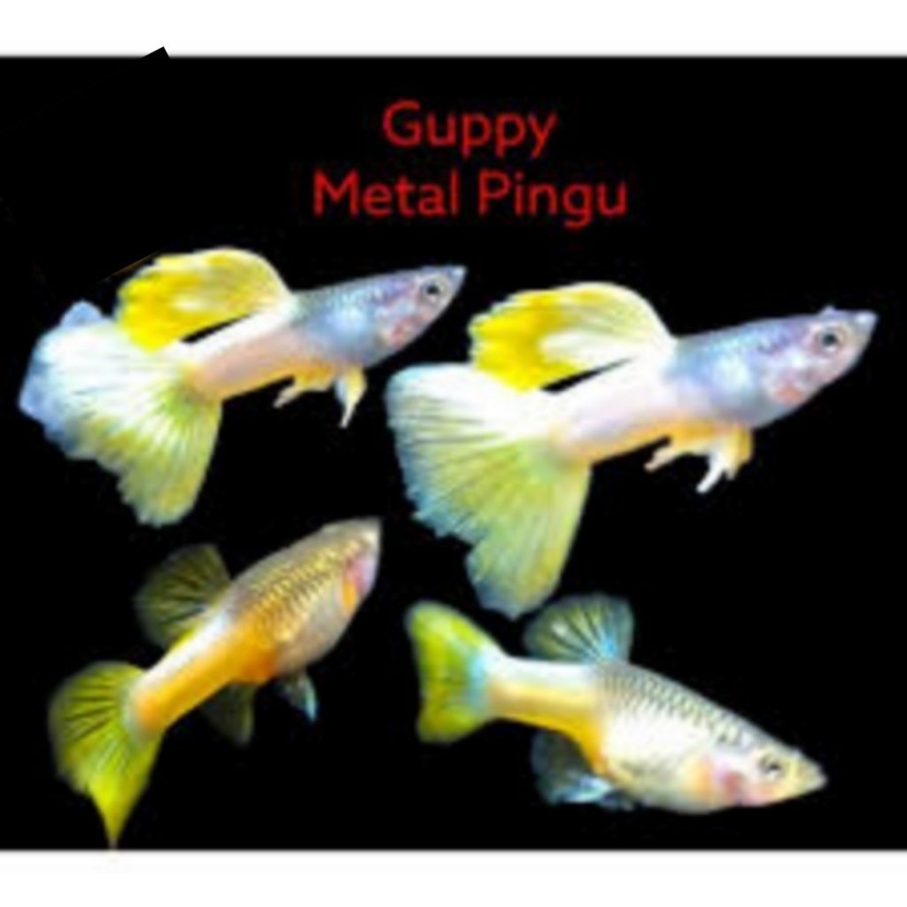 Guppy Metal Yellow Pingu Gen Ribbon