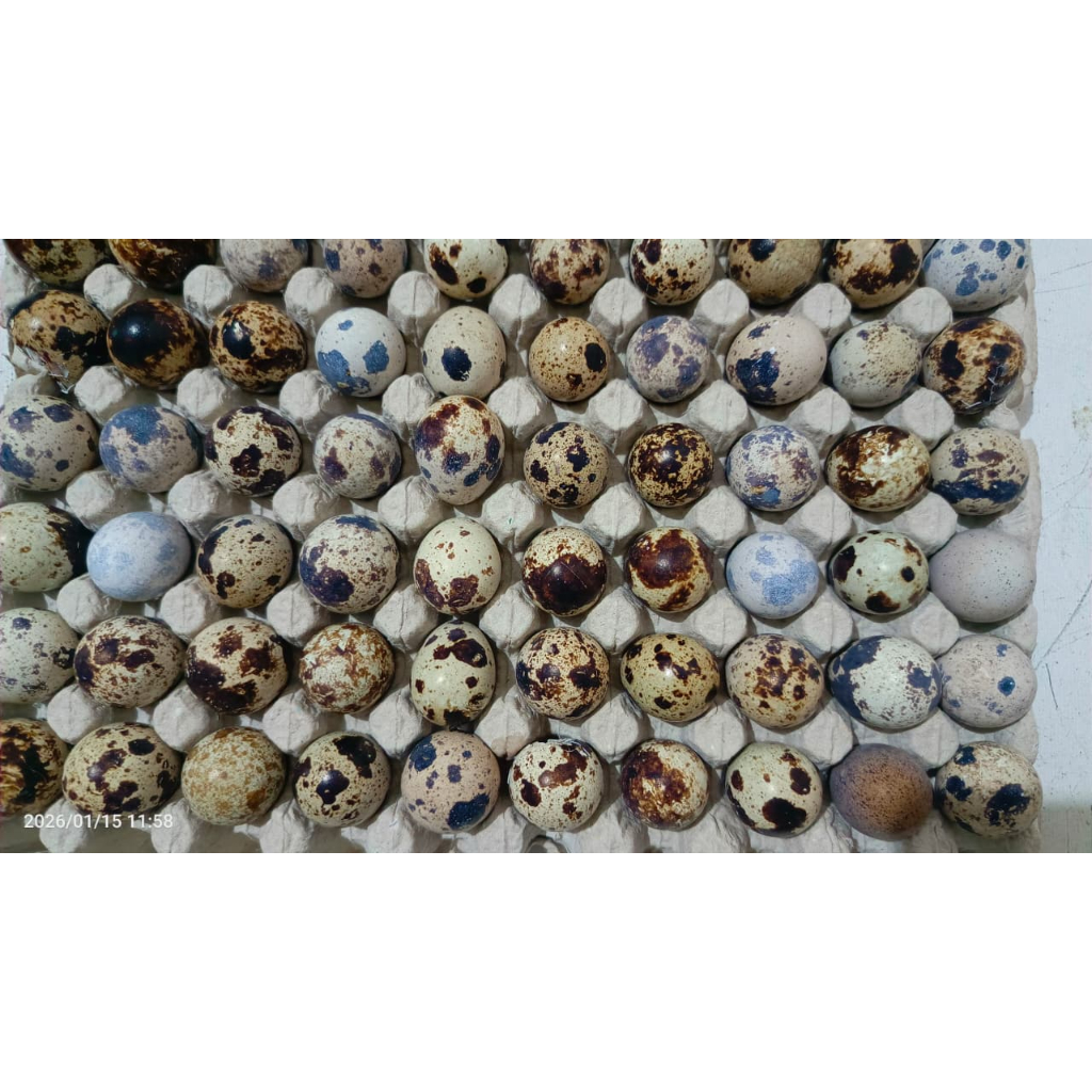 UMPAN GALATAMA LELE TAPUY EMBRIO PUYUH