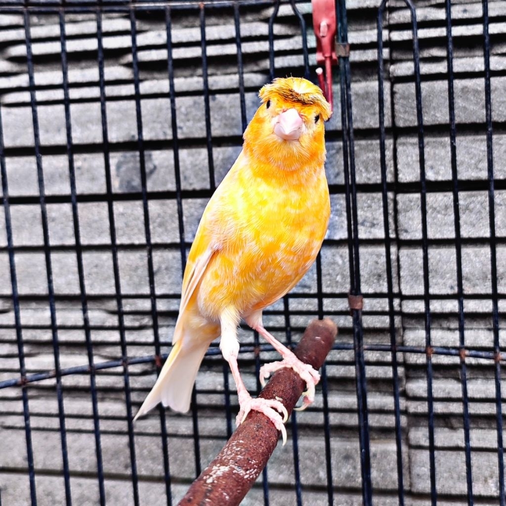 Kenari Jambul/Gloster Sunkist - Jantan Gacor (Only Instant Delivery)