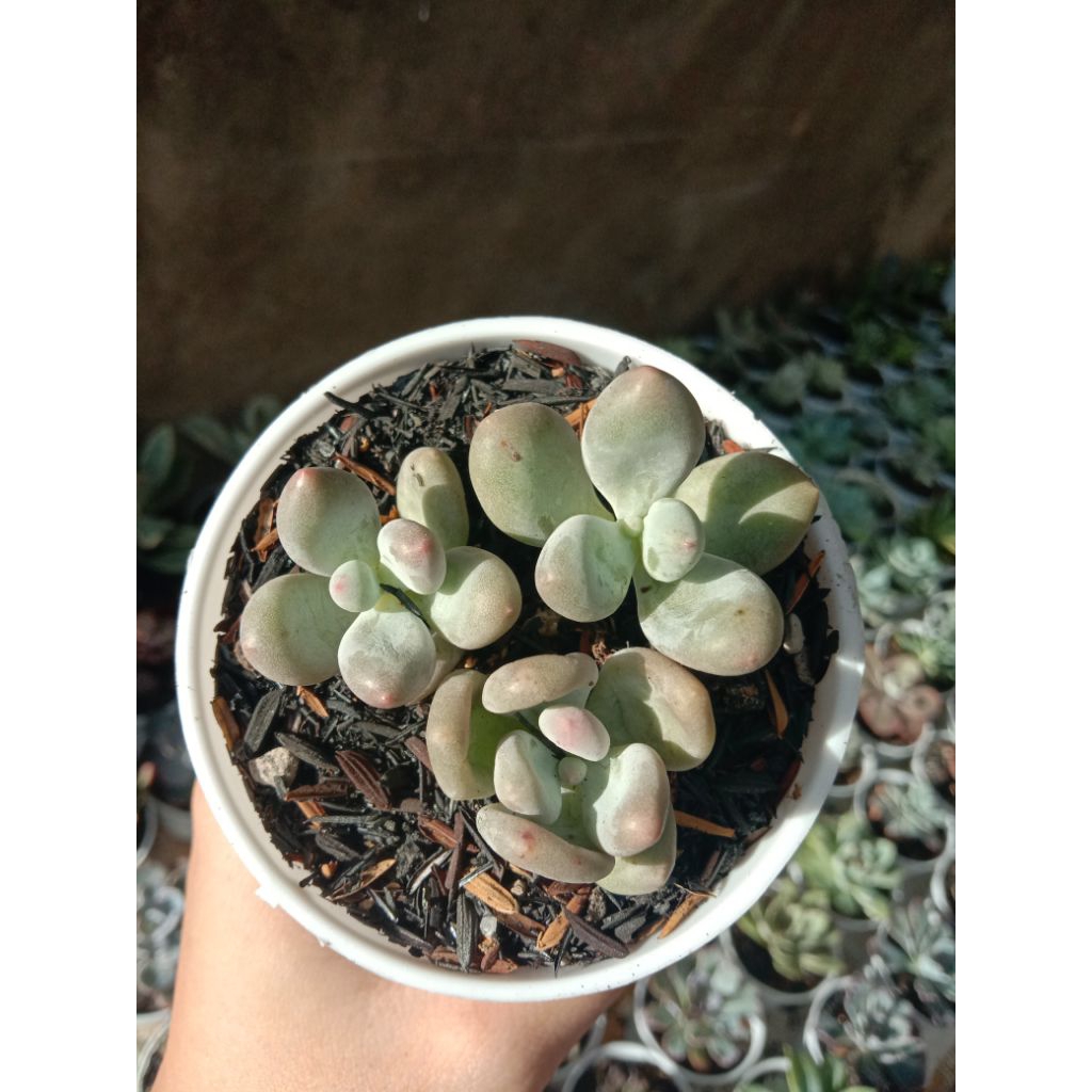 MOONSTONE SUKULEN .