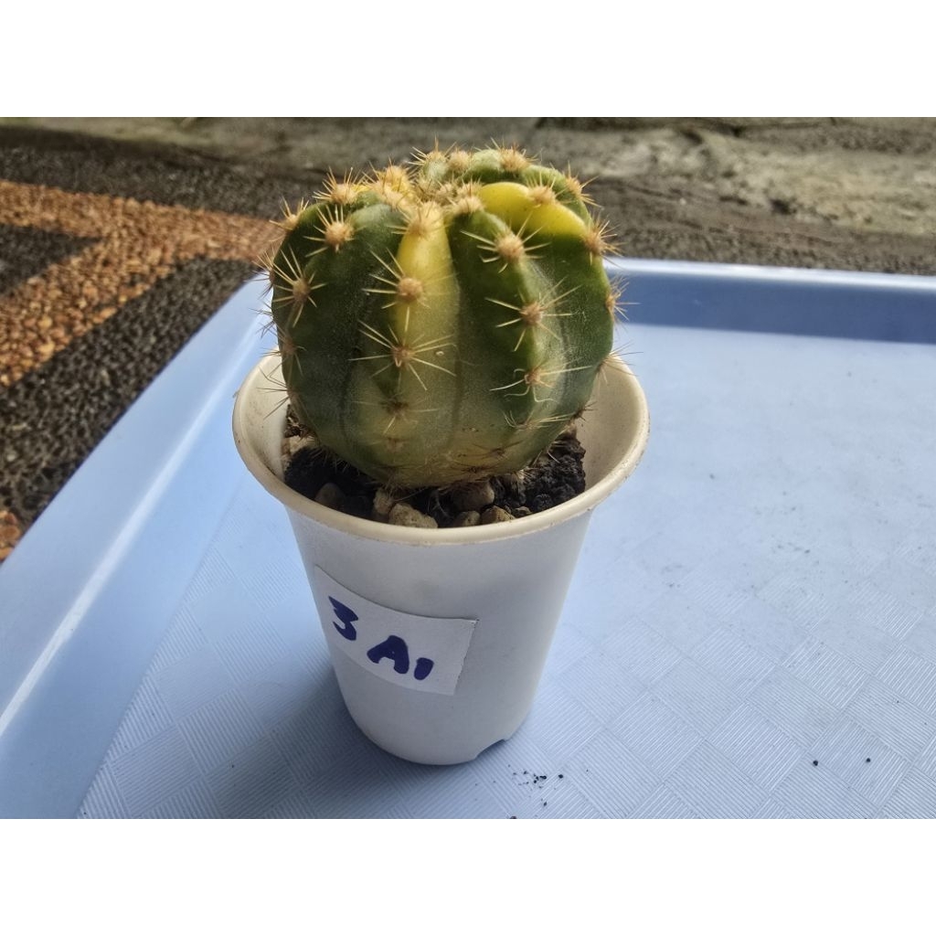 kaktus echinopsis variegata