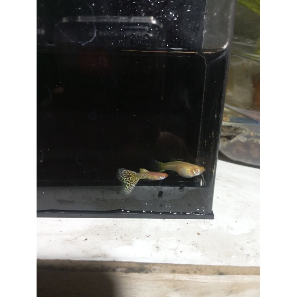 Ikan Guppy Albino Yellow Cobra (1 pasang)