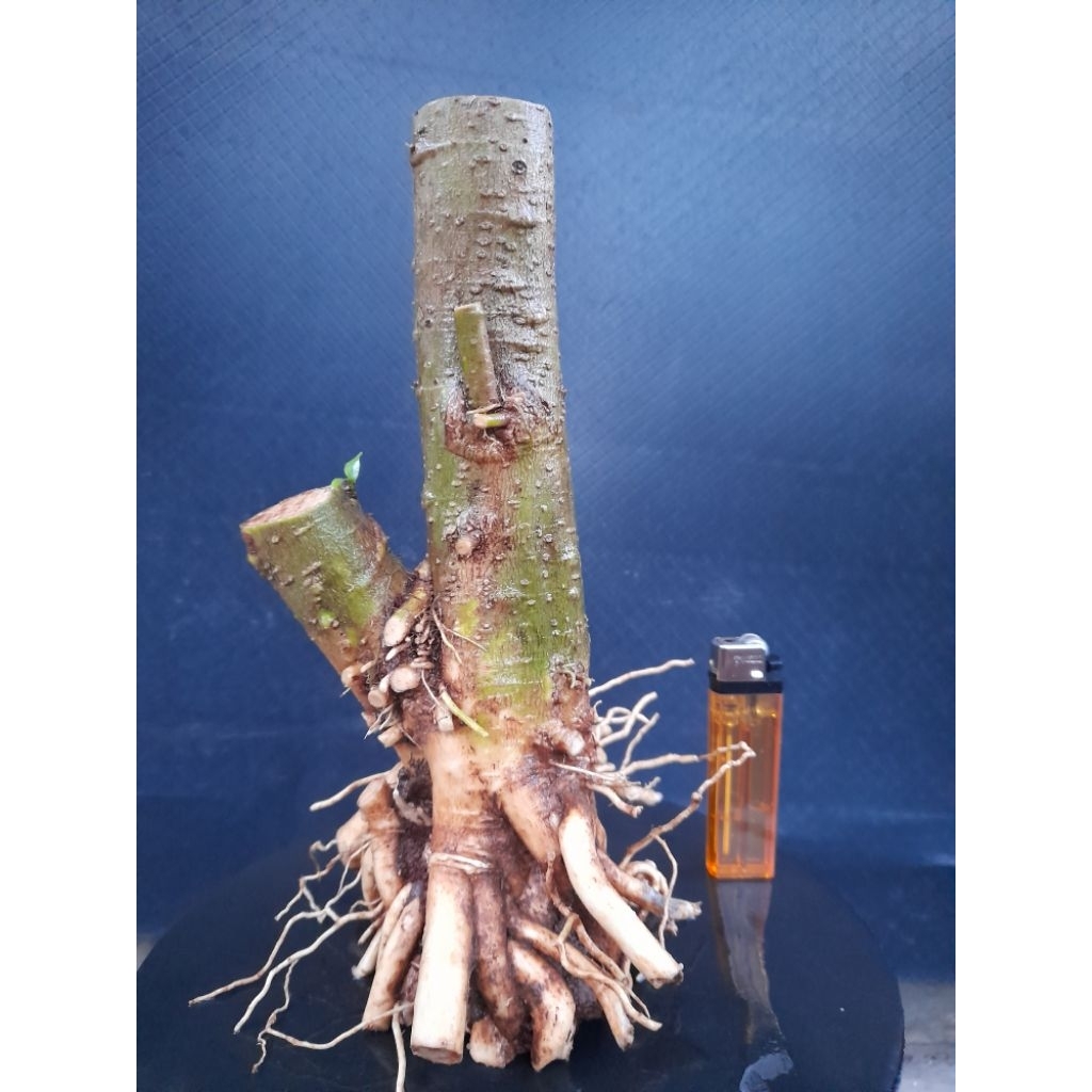 Bahan Bonsai Anting Putri Batang Putih Gaya Twin Perakaran Natural Melingkar  Size Small Real Pict