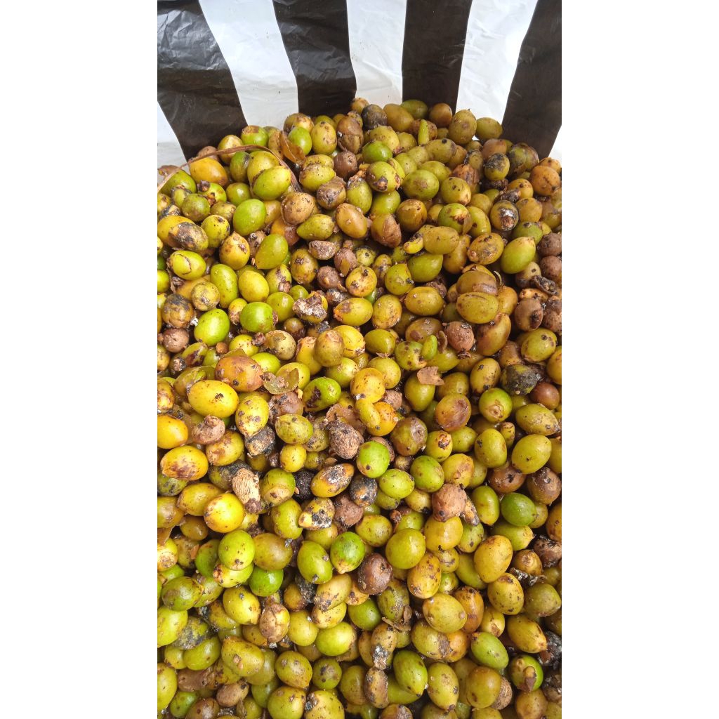 biji palem kuning