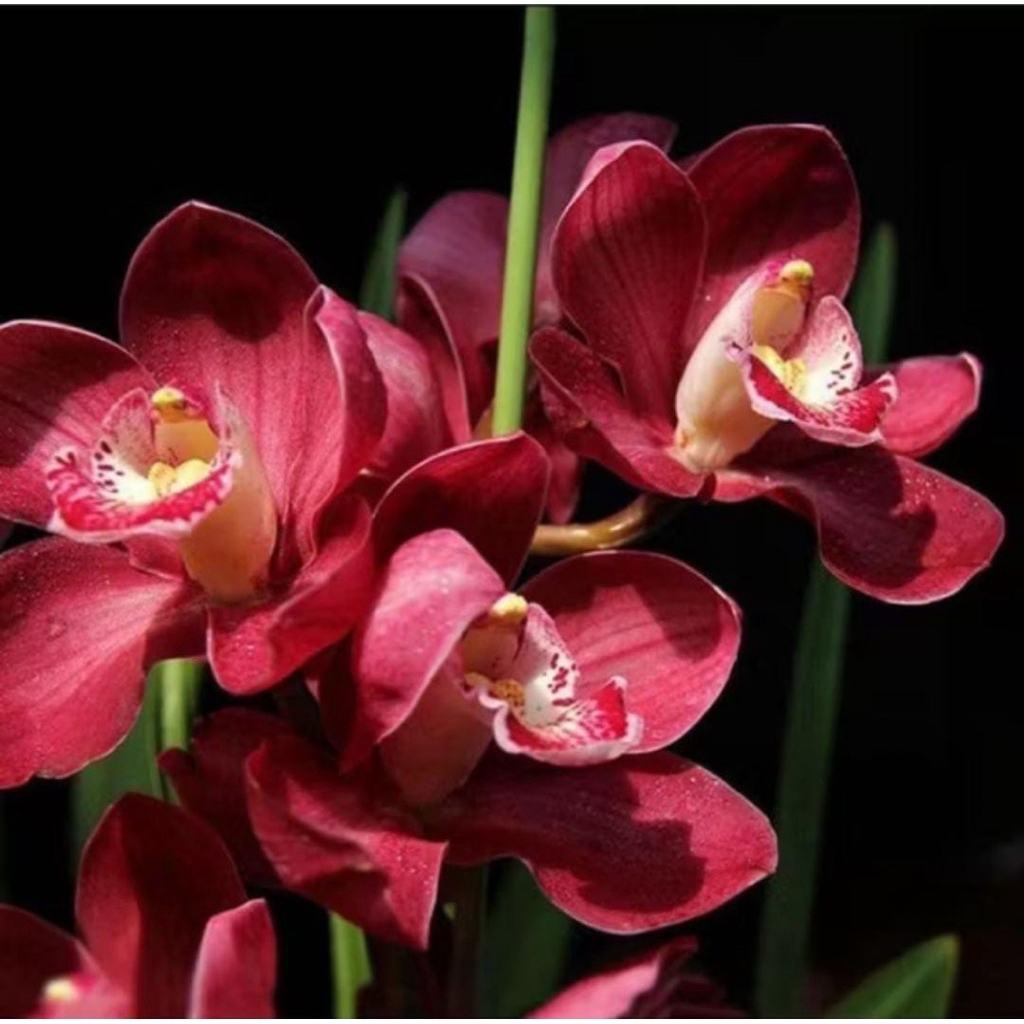 Promo Anggrek Vanda merah maroon termurah