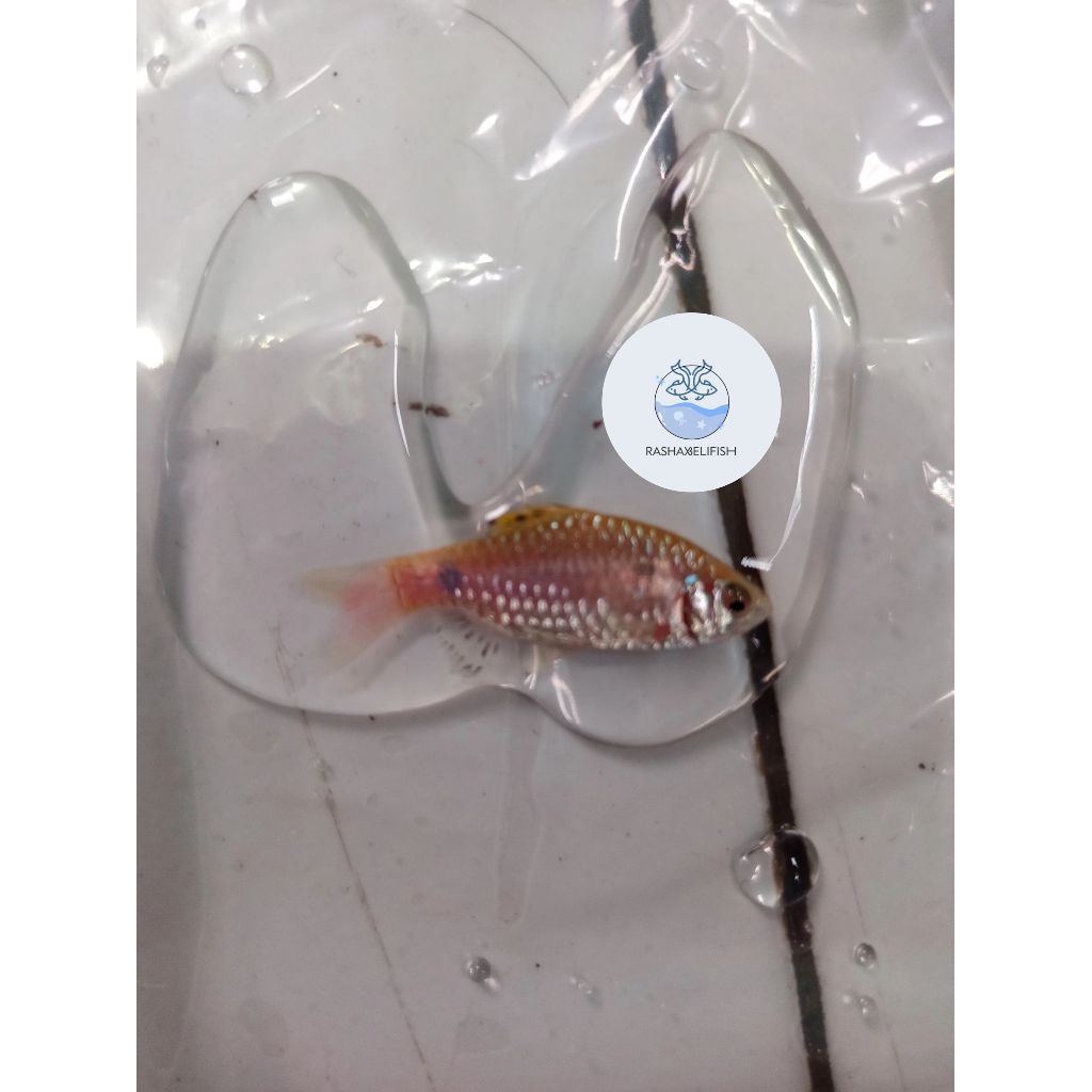 odessa barb/wader odessa/wader merah 1,5-2cm