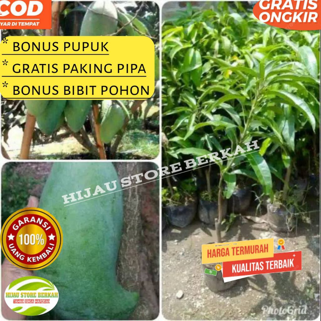 Bibit Mangga Mahatir / Tanaman mangga mahatir