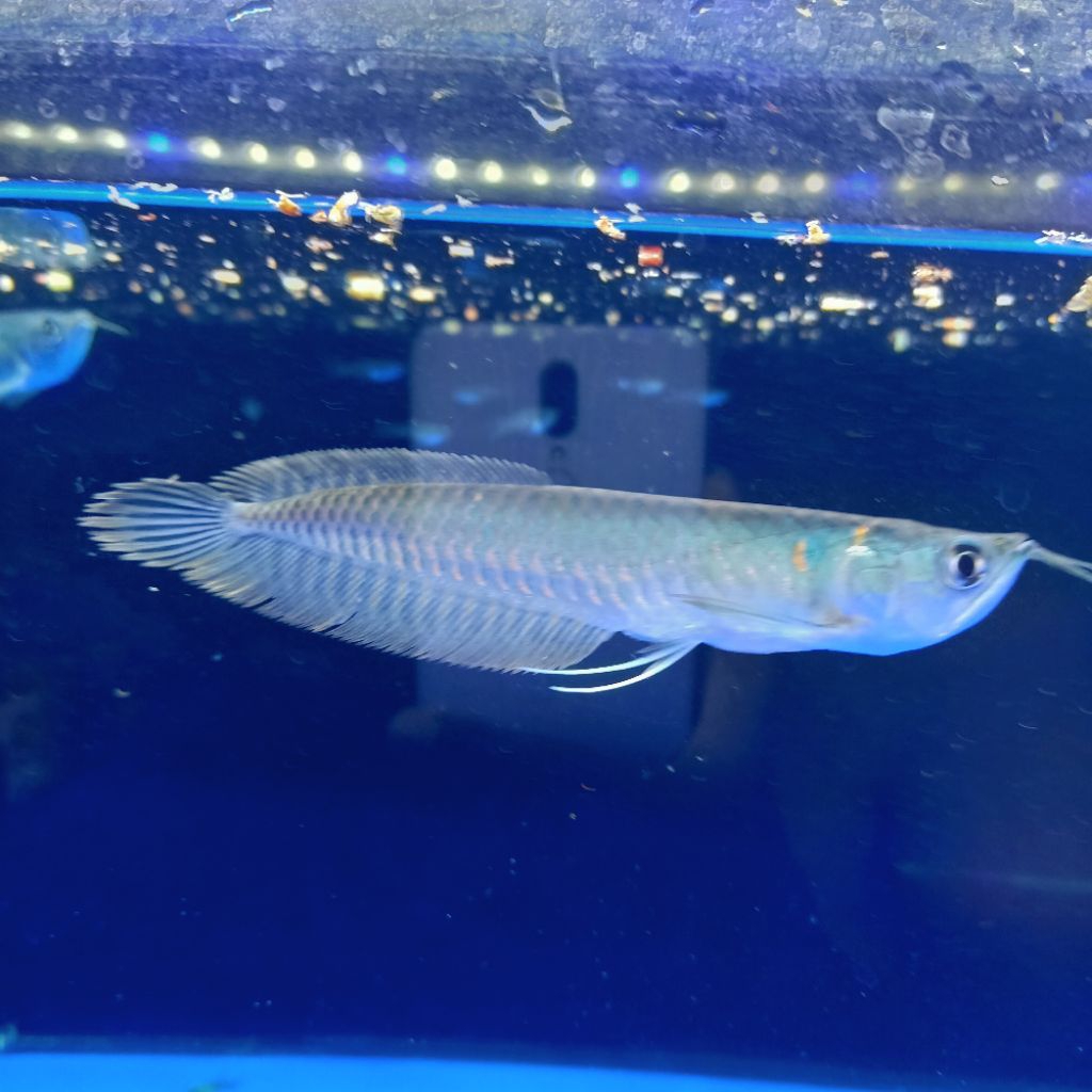 Arwana Silver Brazil