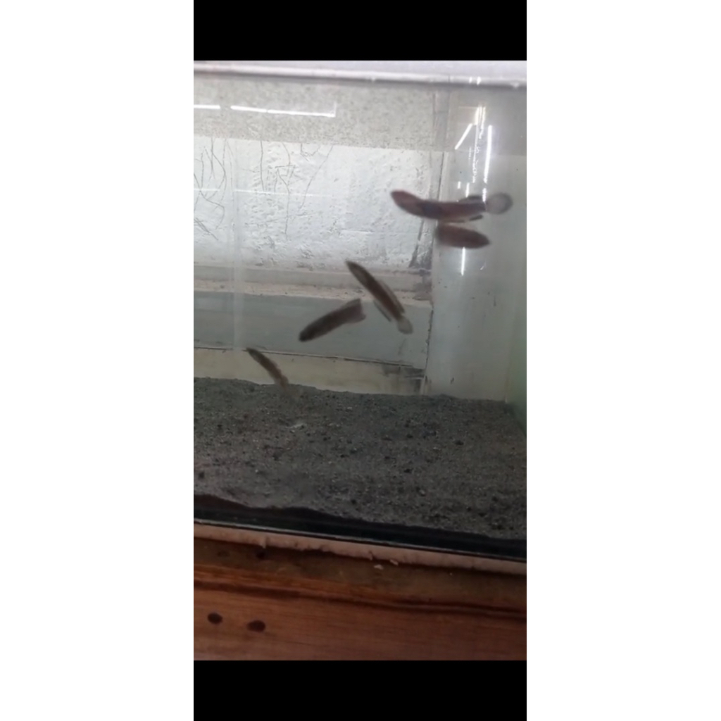 Limbata CB size 6-8 cm