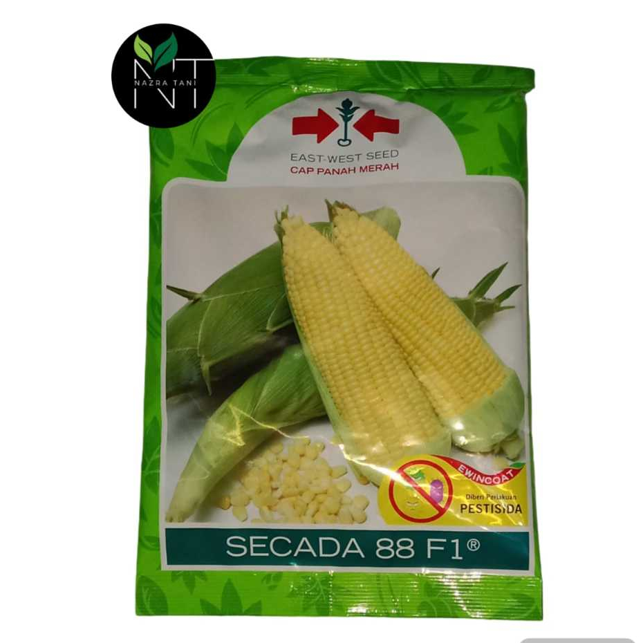 Benih Jagung Manis SECADA 88 F1