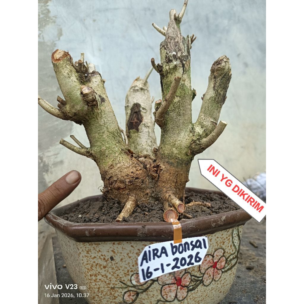 bahan bonsai Walikukun dongkelan