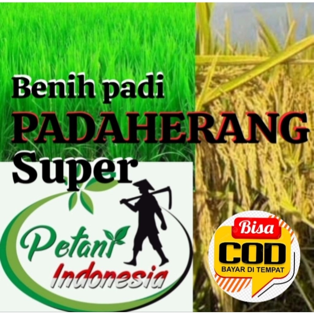 BENIH PADI PADAHERANG SUPER UNGGUL KEMASAN 5KG