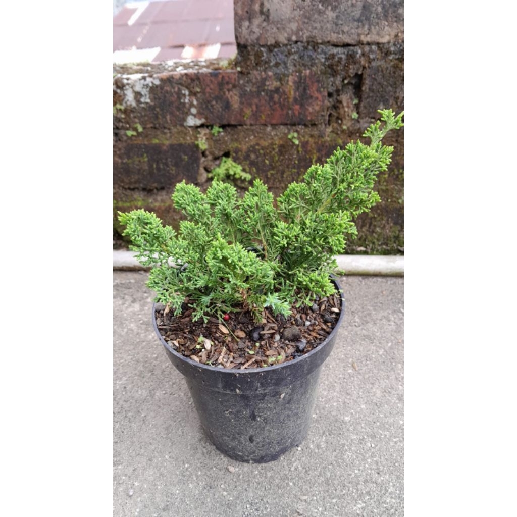 Paket 4 Juniperus Sargentii : Sargenti Jarum, Kishu/ Pingpong, Itoigawa dan Shimpaku
