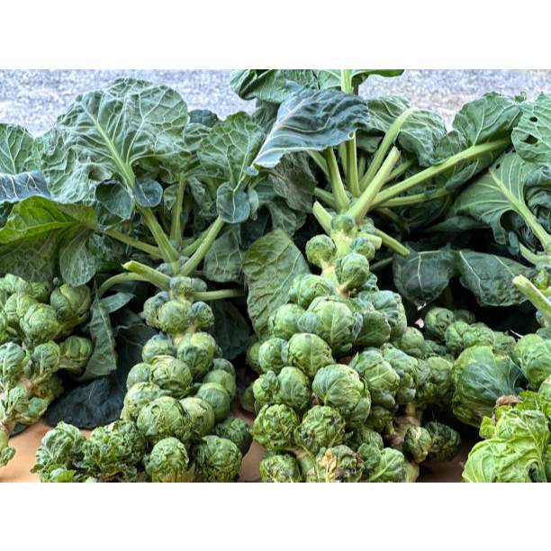 TUMBUH CEPAT BENIH KUBIS MINI