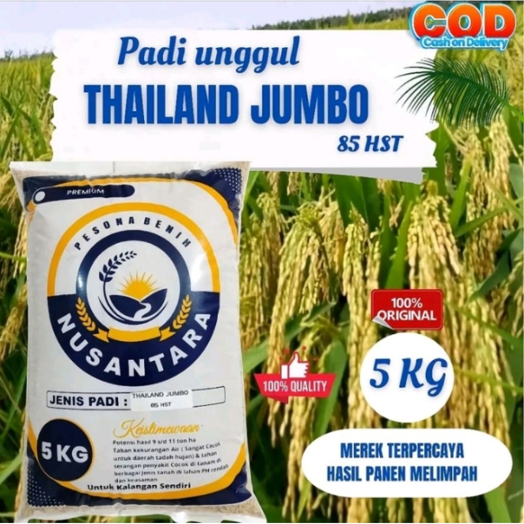 padi unggul thailand jumbo 5kg
