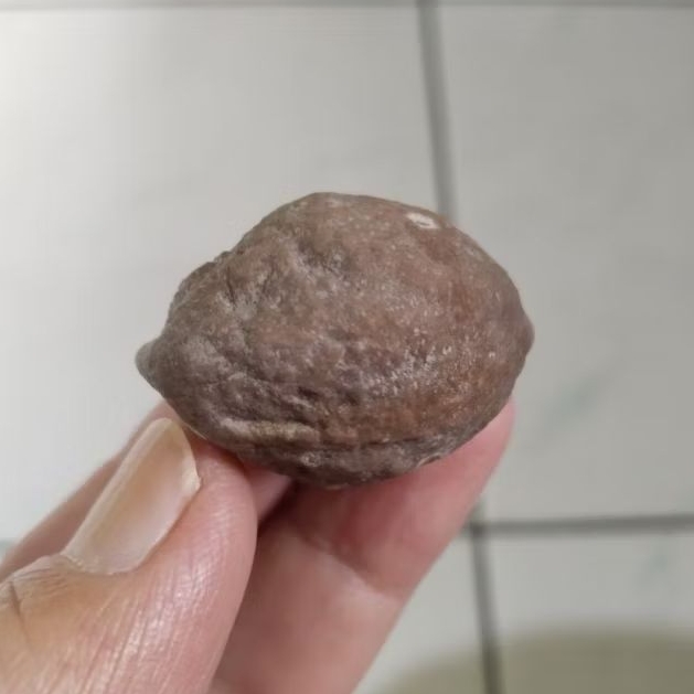 Kemiri Adu Muncang Adu Yanti Thanos Rajabatok Ori Tua Jatuhan