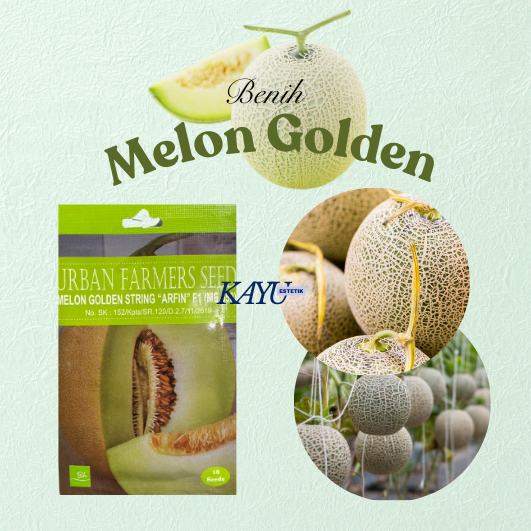 Benih Melon/Benih Melon Golden String/Benih Murah
