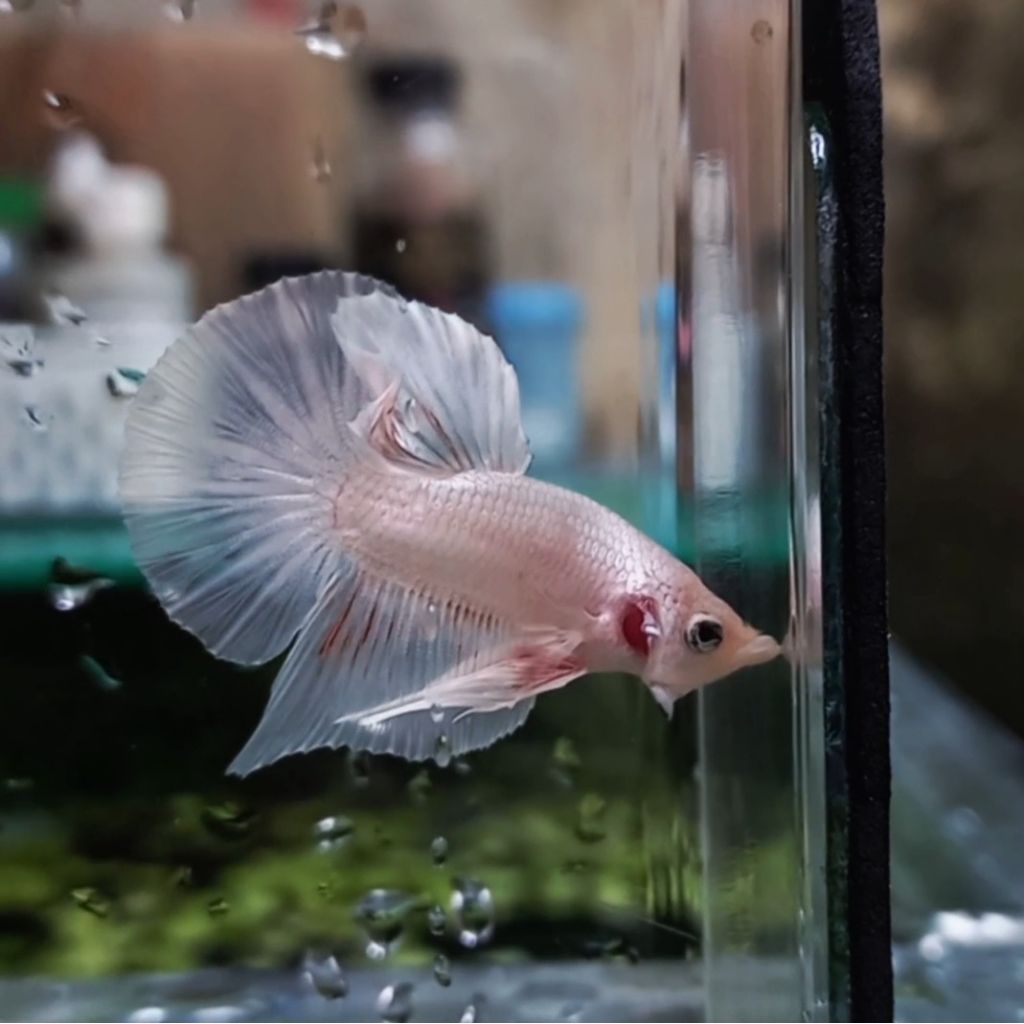 HMPK White Platinum bester