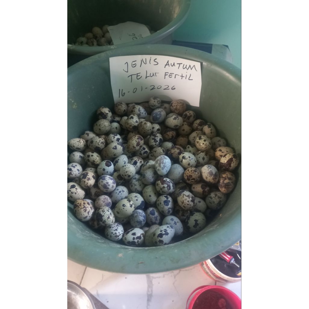 Telur Puyuh Fertil