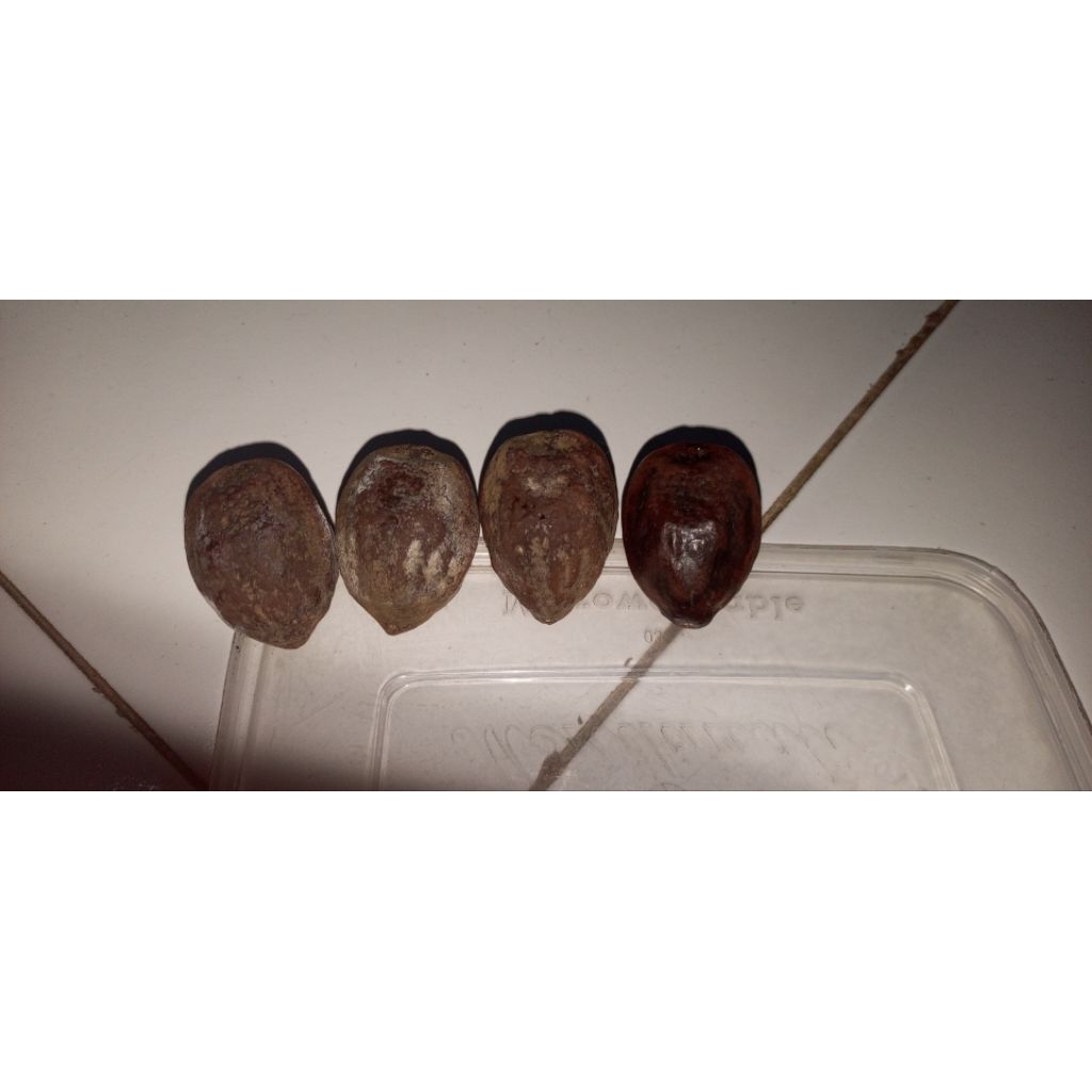 muncang adu berkualitas jenis jawaan ukuran big