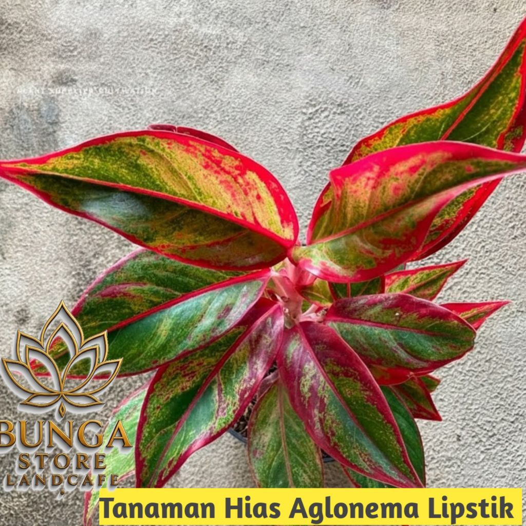 Tanaman hias aglonema lipstik - Aglonema lipstik aglonema