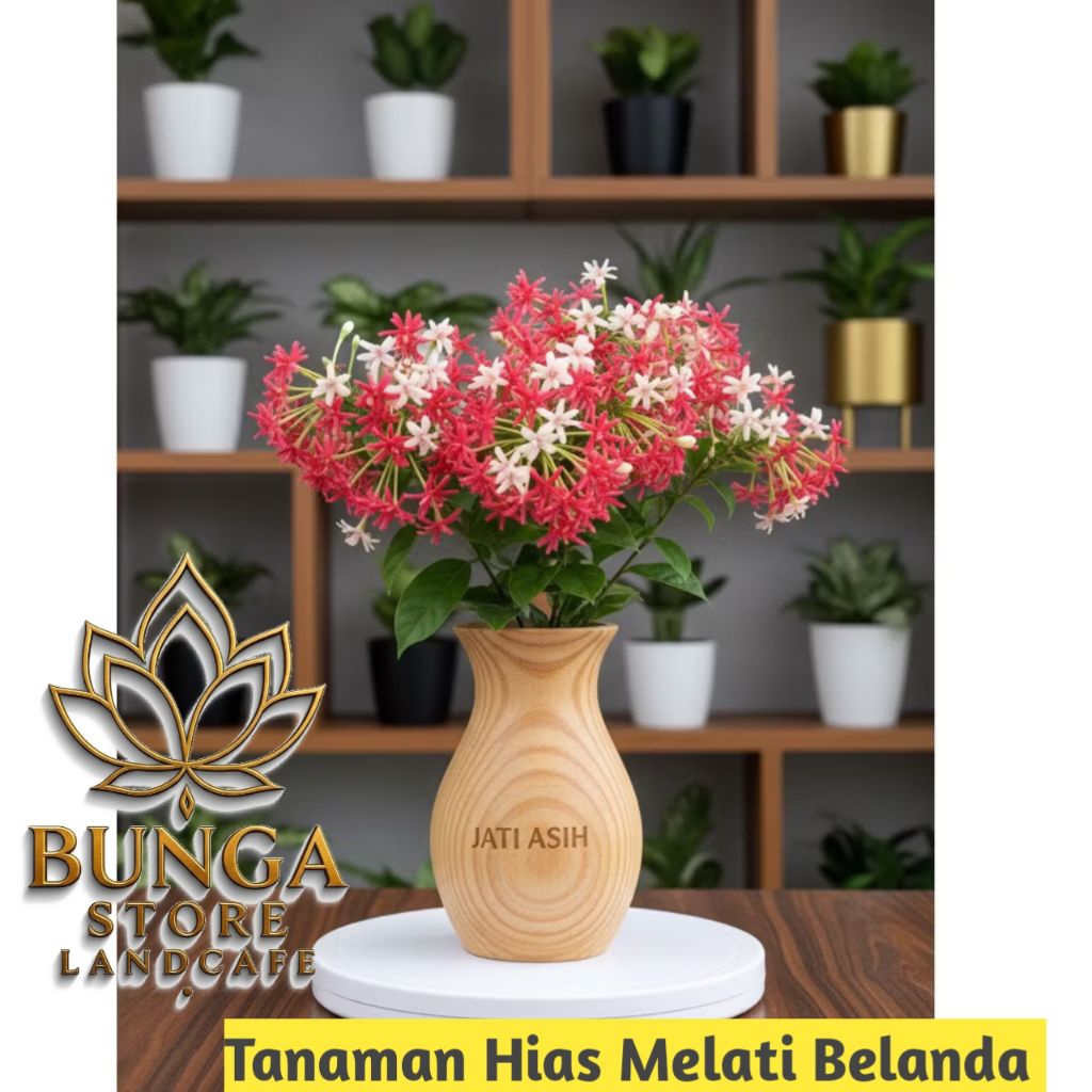 Tanaman hias melati belanda ukuran rimbun - bunga melati belanda