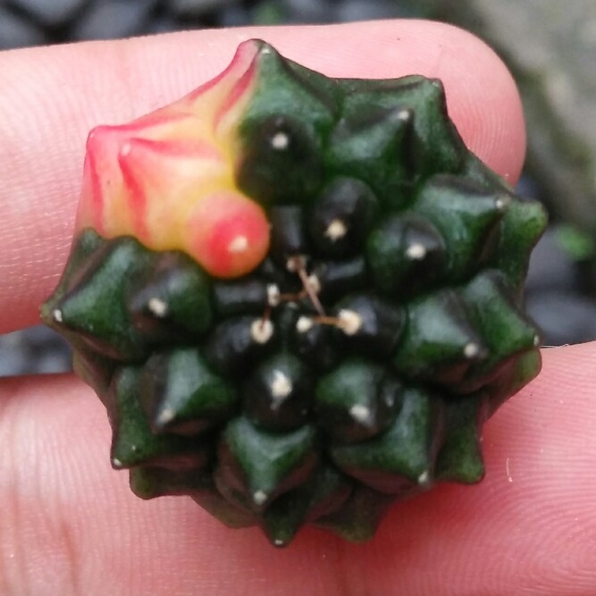 Kaktus Gymnocalycium Inermis Varigata