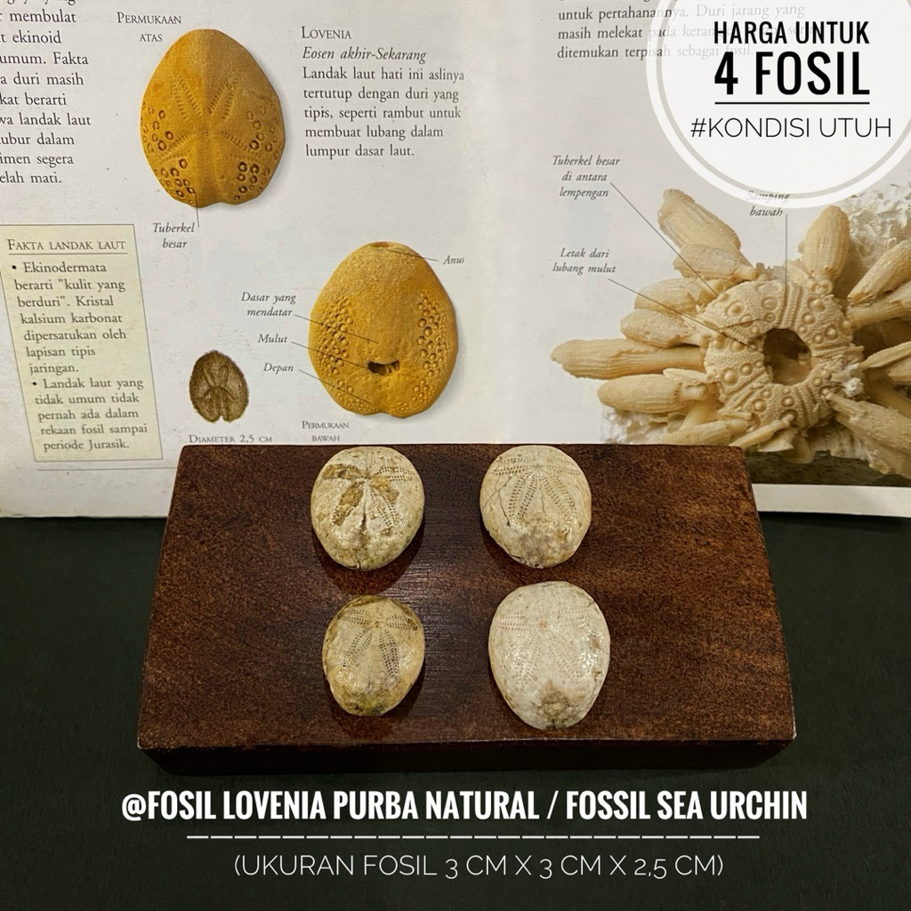 Fosil Lovenia Purba Natural B12 atau Fossil Sea Urchin atau Fosil Landak Laut atau Fosil Awar Awar a