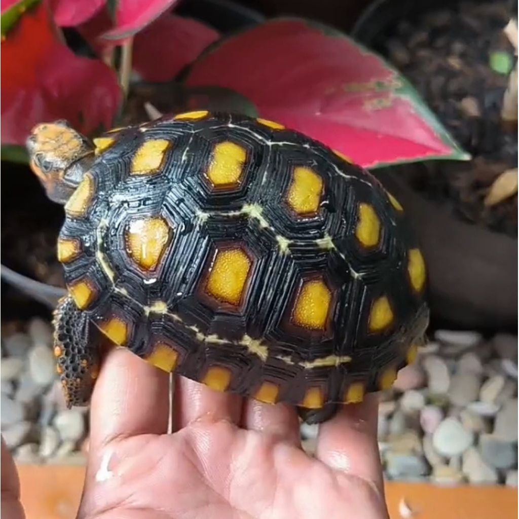 KURA KURA CHERRY HEAD MARBLE  9,8 CM