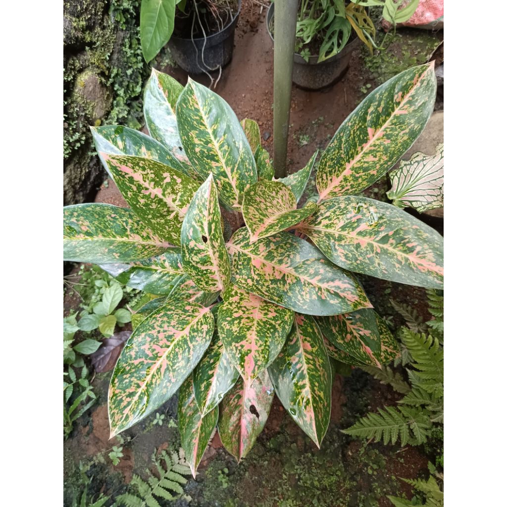 aglonema big roy jumbo real pict