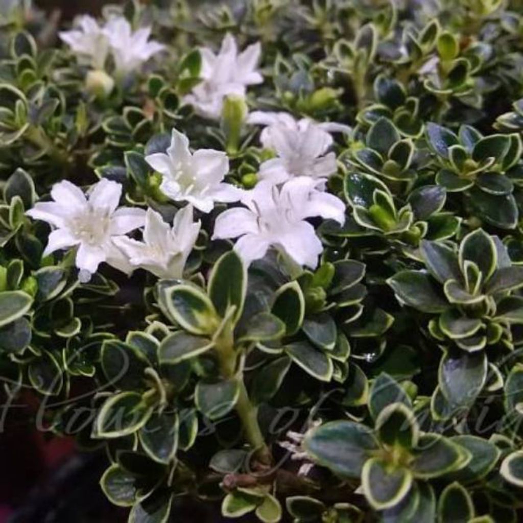 Tanaman Hias Bonsai Mirten Variegata - Daun Hijau Putih, Bunga Mikro Putih