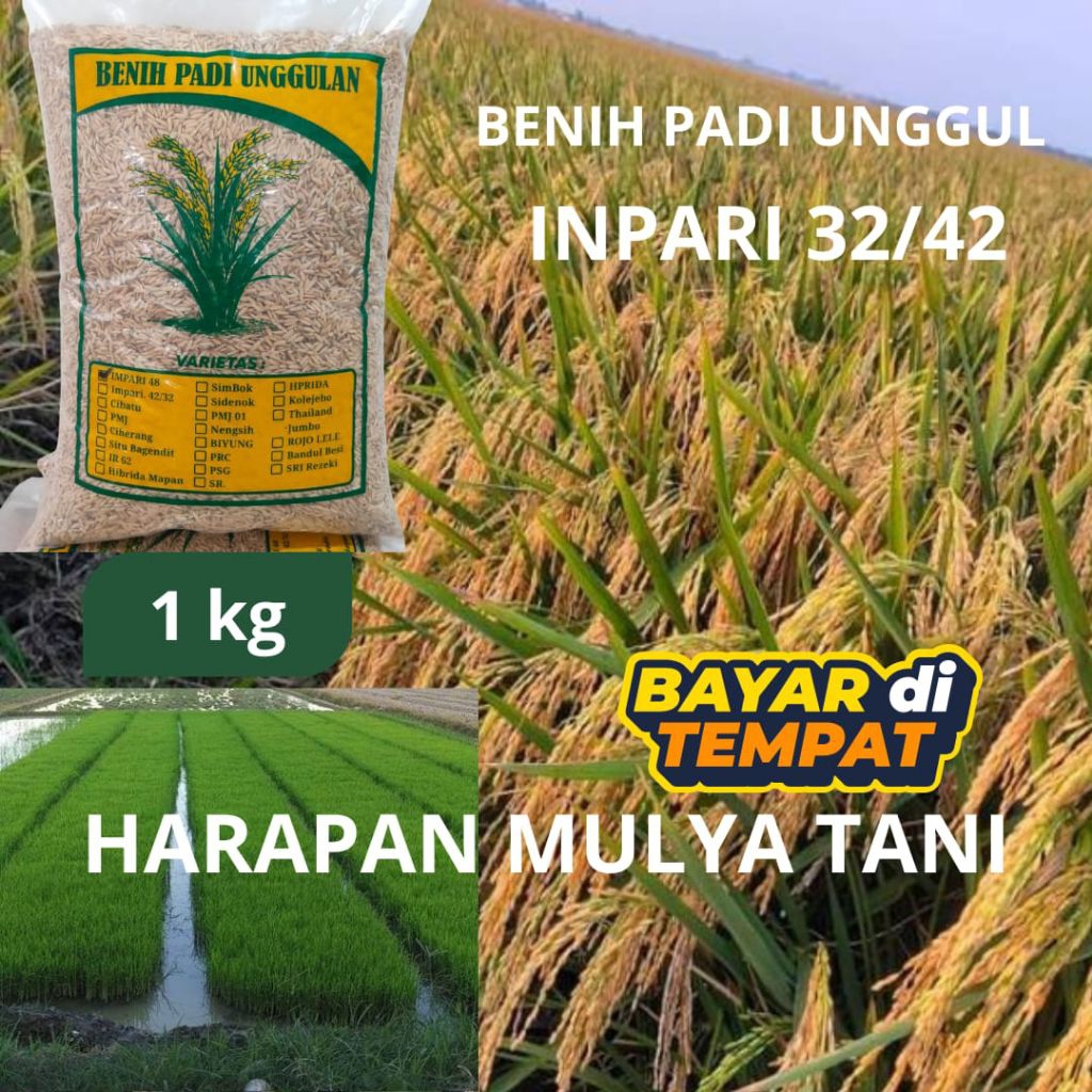 benih padi inpari 32 kemasan 1kg