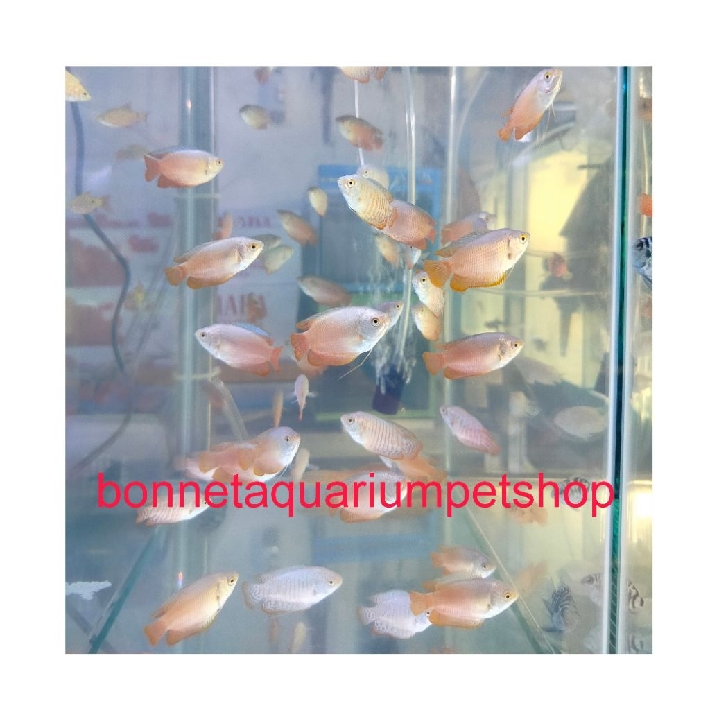 IKAN HIAS CHUNA /HONEY GURAMI AQUARIUM ONLY INSTAN