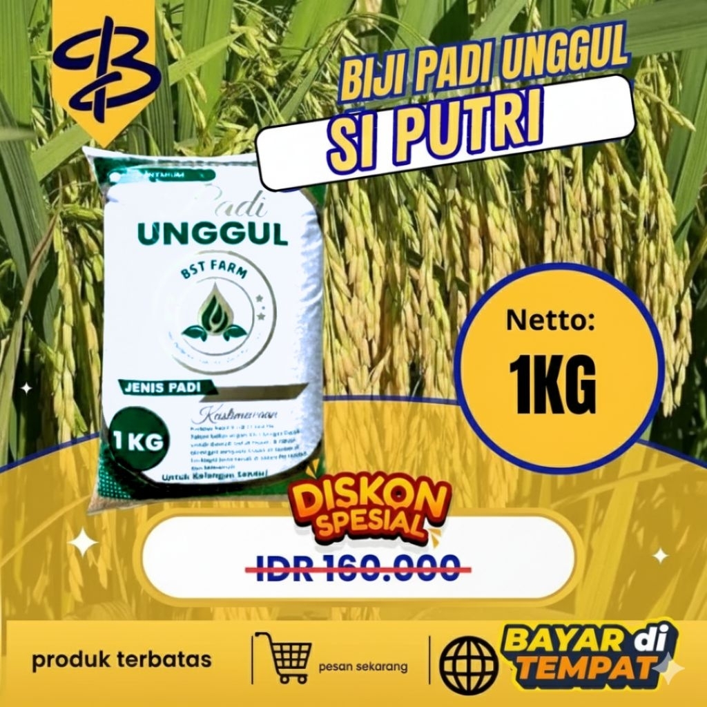bibit padi ciputri kemasan 5kg