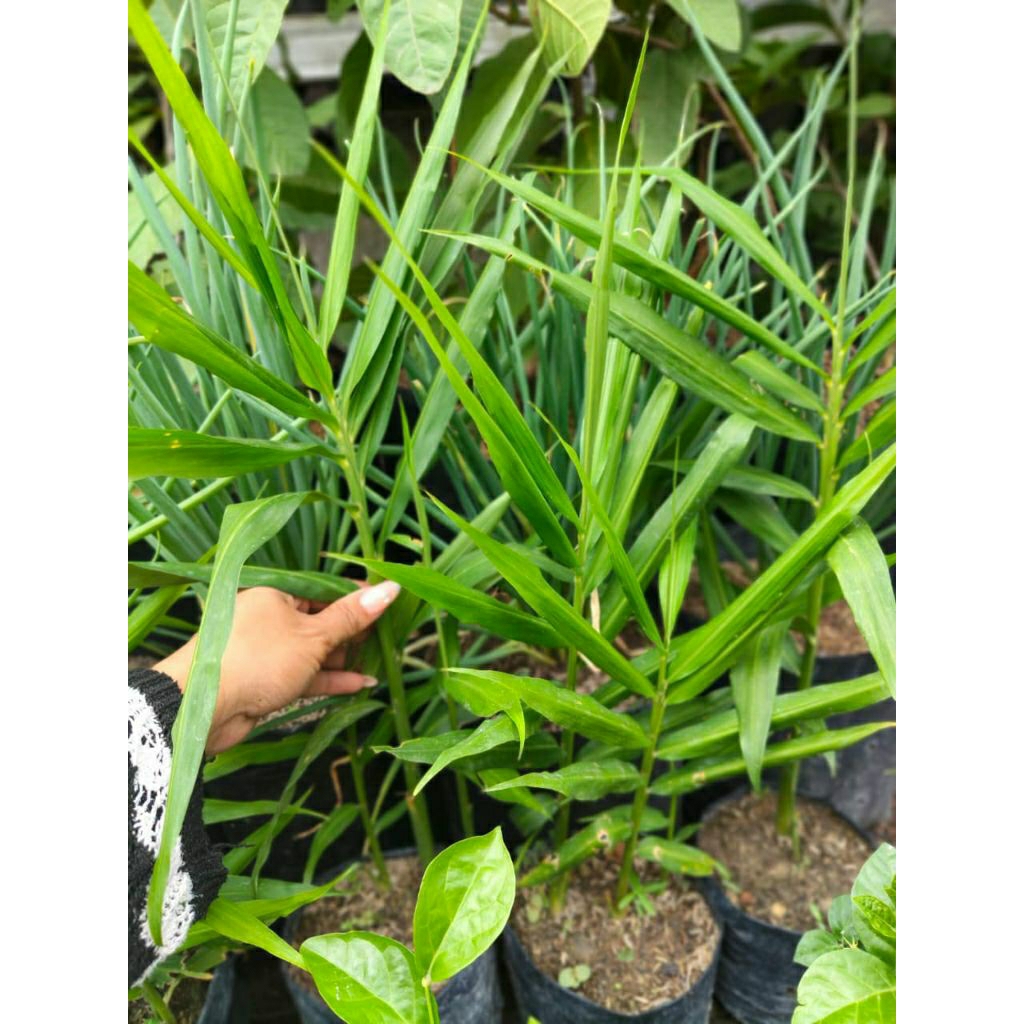 Bibit jahe merah siap tanam