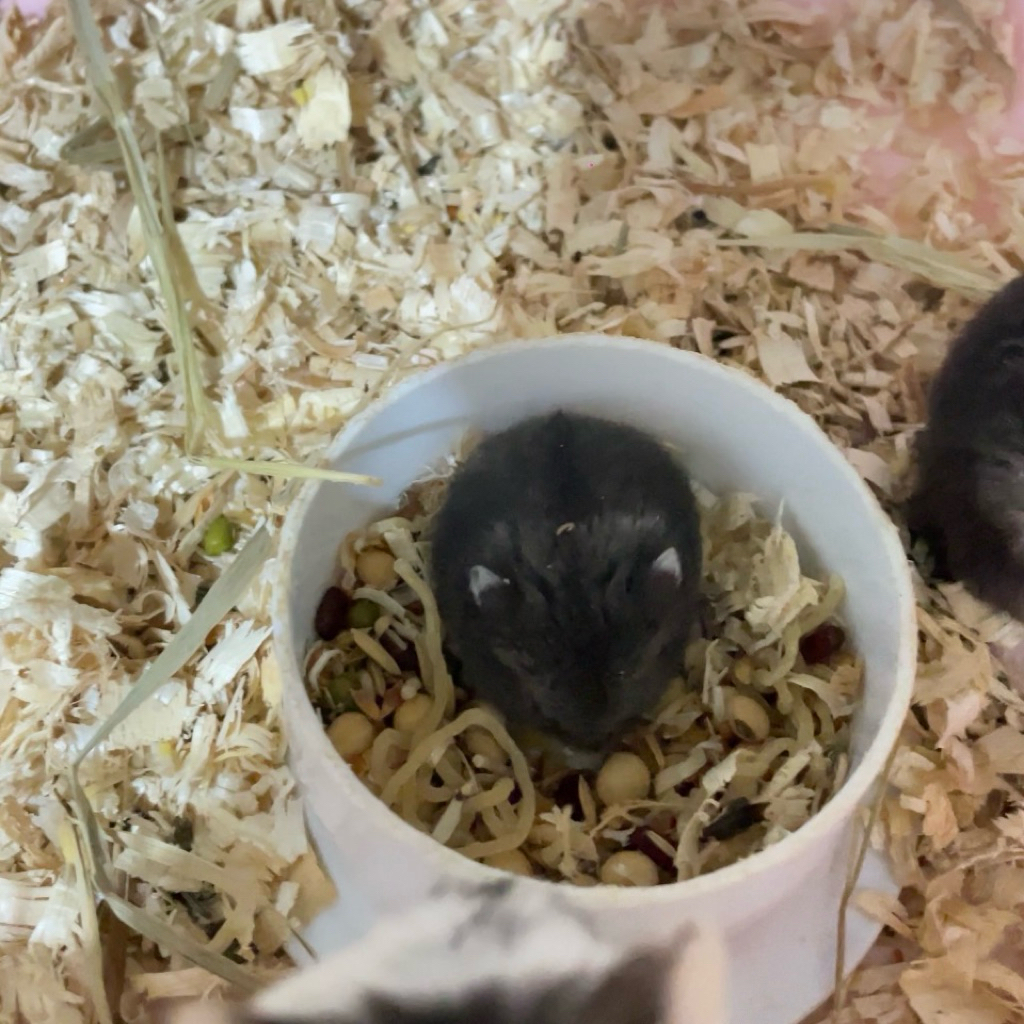 ( Instan Only ) Hamster Campbell Hitam 1 bulan Anakan Sendiri Medan