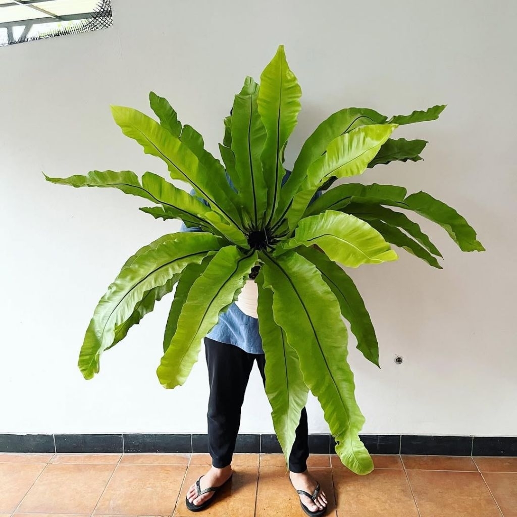 Kadaka Jumbo/Kadaka sarang burung