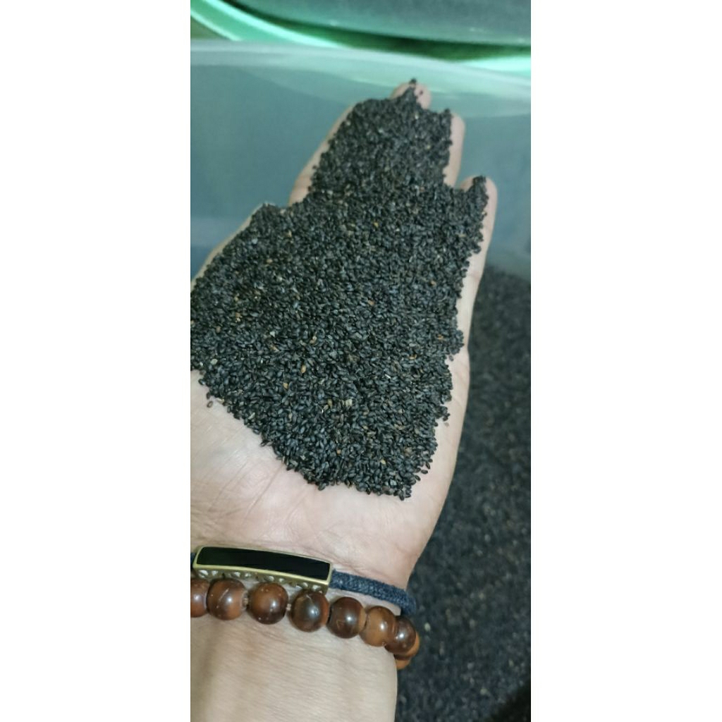 bibit benih kemangi super 1kg siap tanam