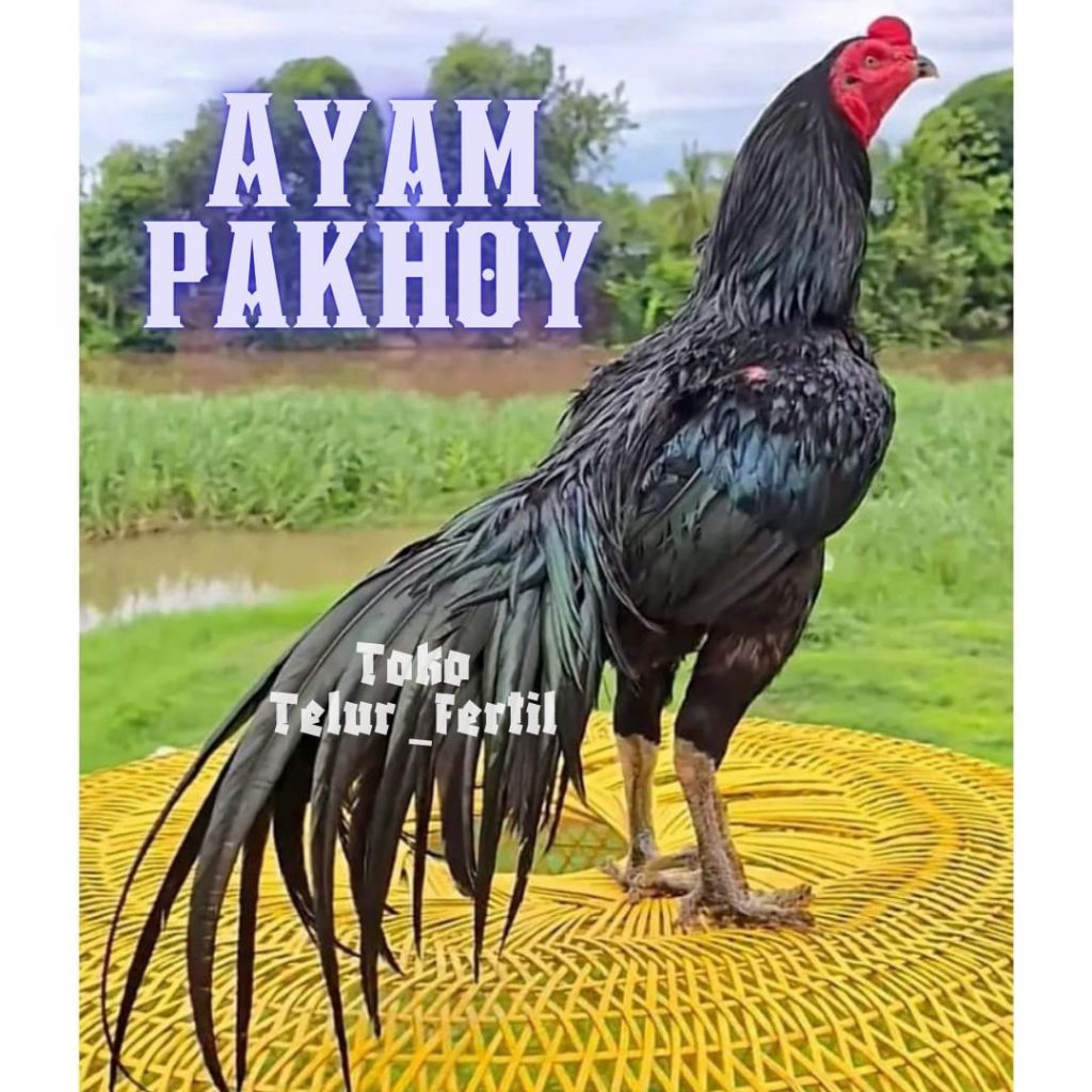 TELUR AYAM PAKHOY ASLI DRUMBAND UNTUK DITETASKAN